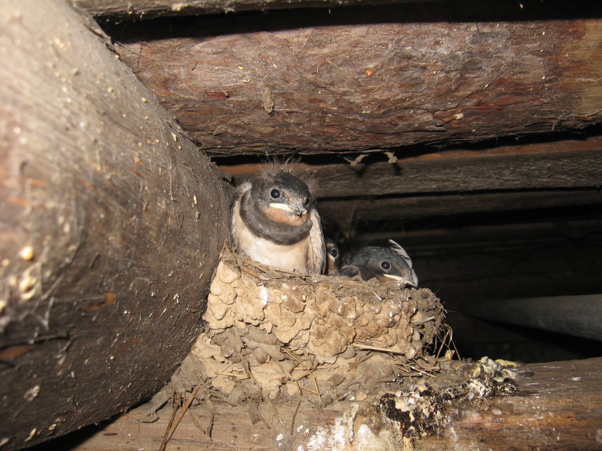 domestic pest control to safely remove baby birds in a nest